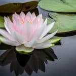 Wellness Programs: Revolutionizing Employee Engagement Strategies