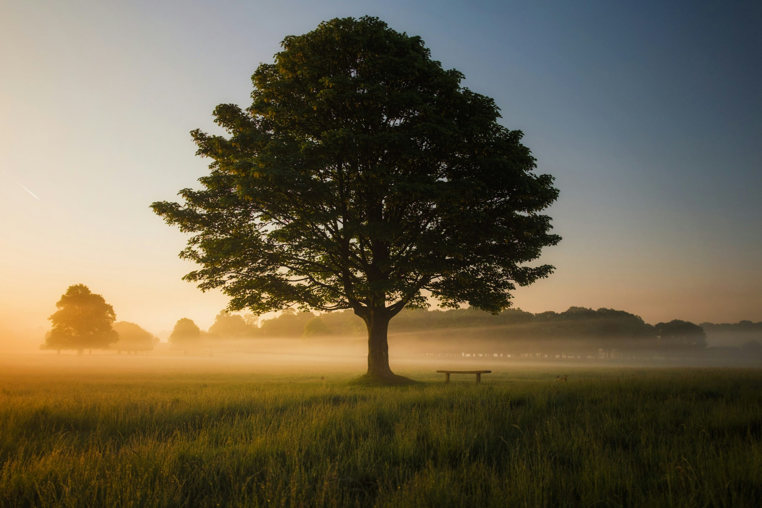 Mindfulness Techniques for Enhanced Professional Performance