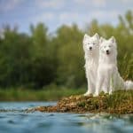 Incredible Devices Redefining Personal and Professional Boundaries